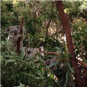 Professeur chinois pour tout nîveau